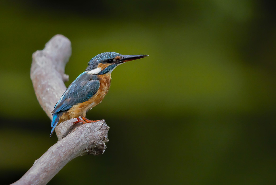 Harry Kiewiet kingfisher hide