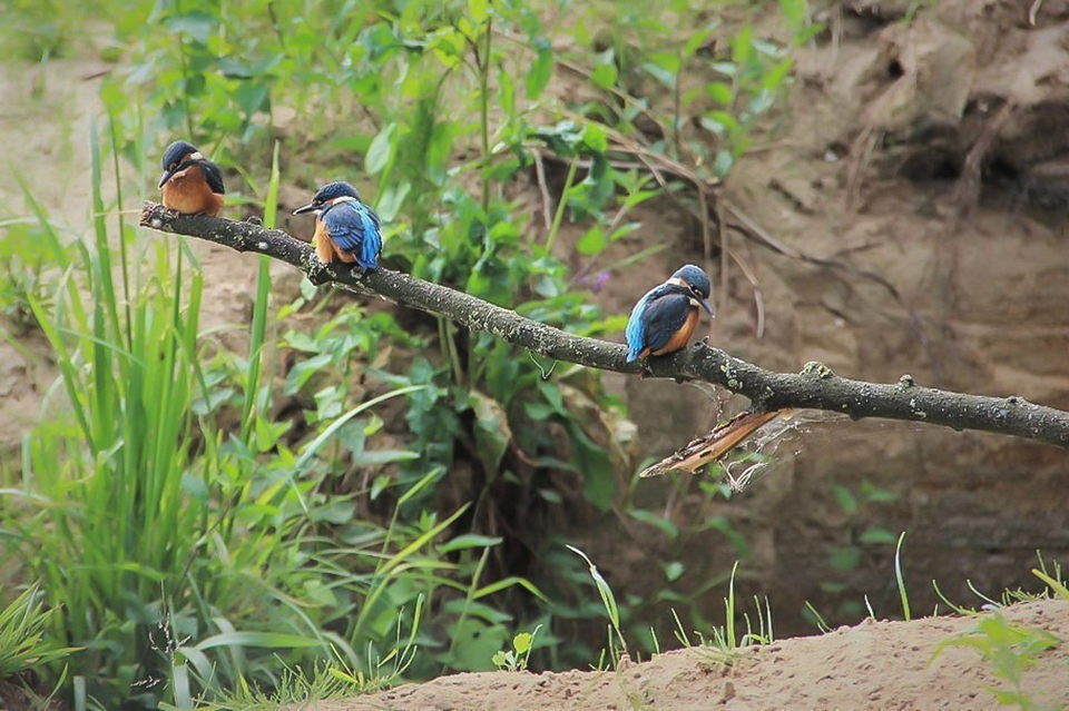Harry Kiewiet - young kingfishers
