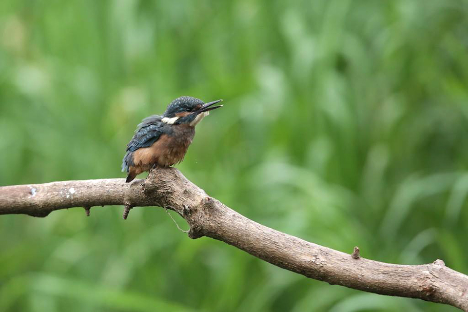 Harry Kiewiet - young kingfishers