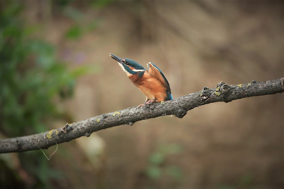 Harry Kiewiet - young kingfishers