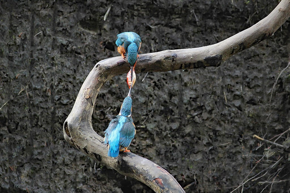 Harry Kiewiet kingfisher goldfish transfer