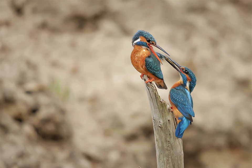 Harry Kiewiet kingfisher salamander transfer