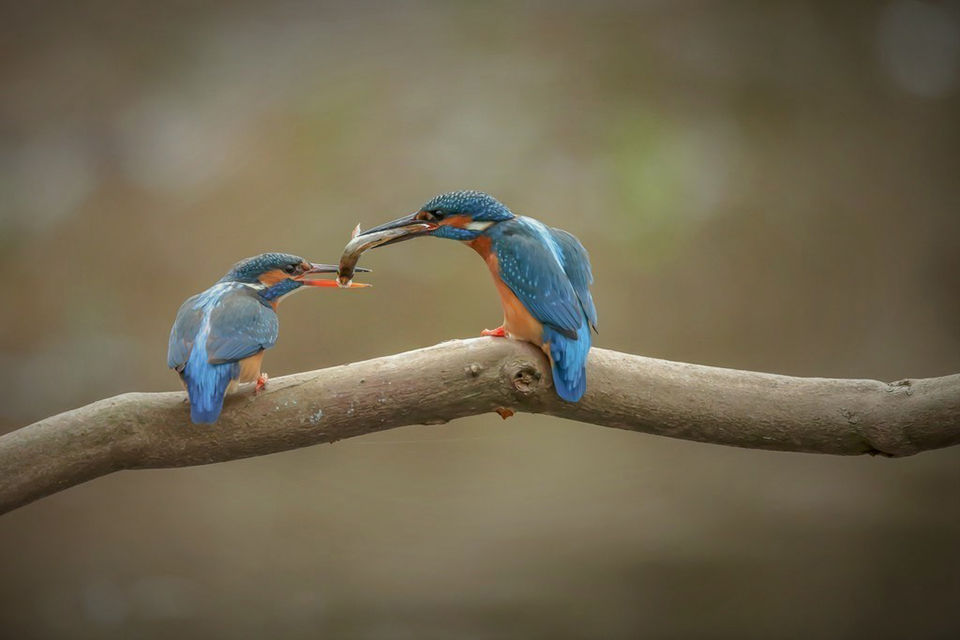 Harry Kiewiet kingfisher fish transfer 2