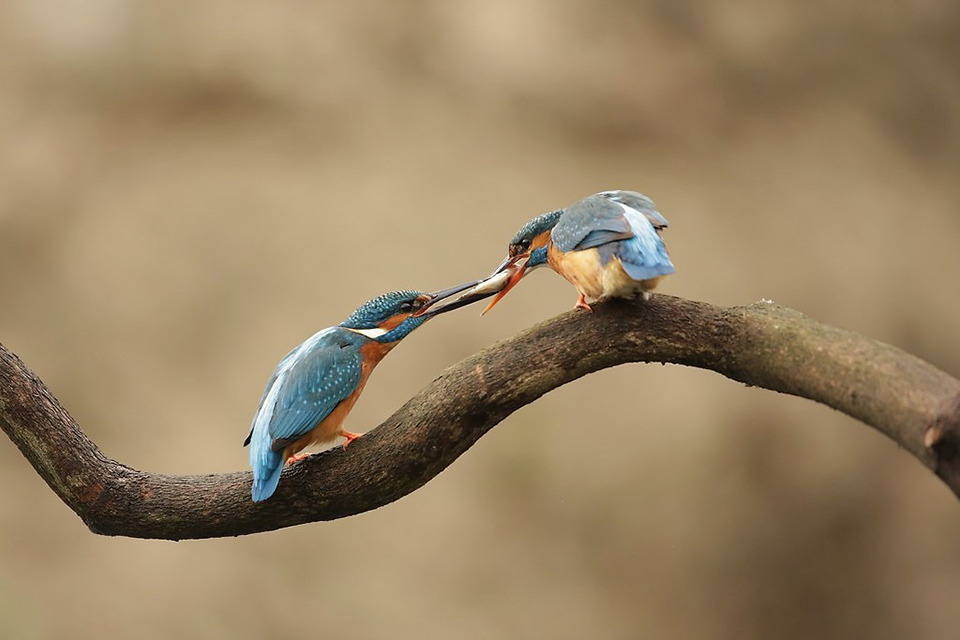 Harry Kiewiet kingfisher fish transfer 4