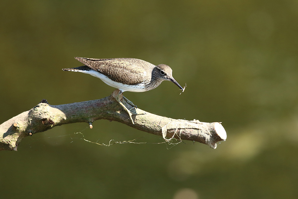 Harry Kiewiet common sandpiper Harry Kiewiet common sandpiper