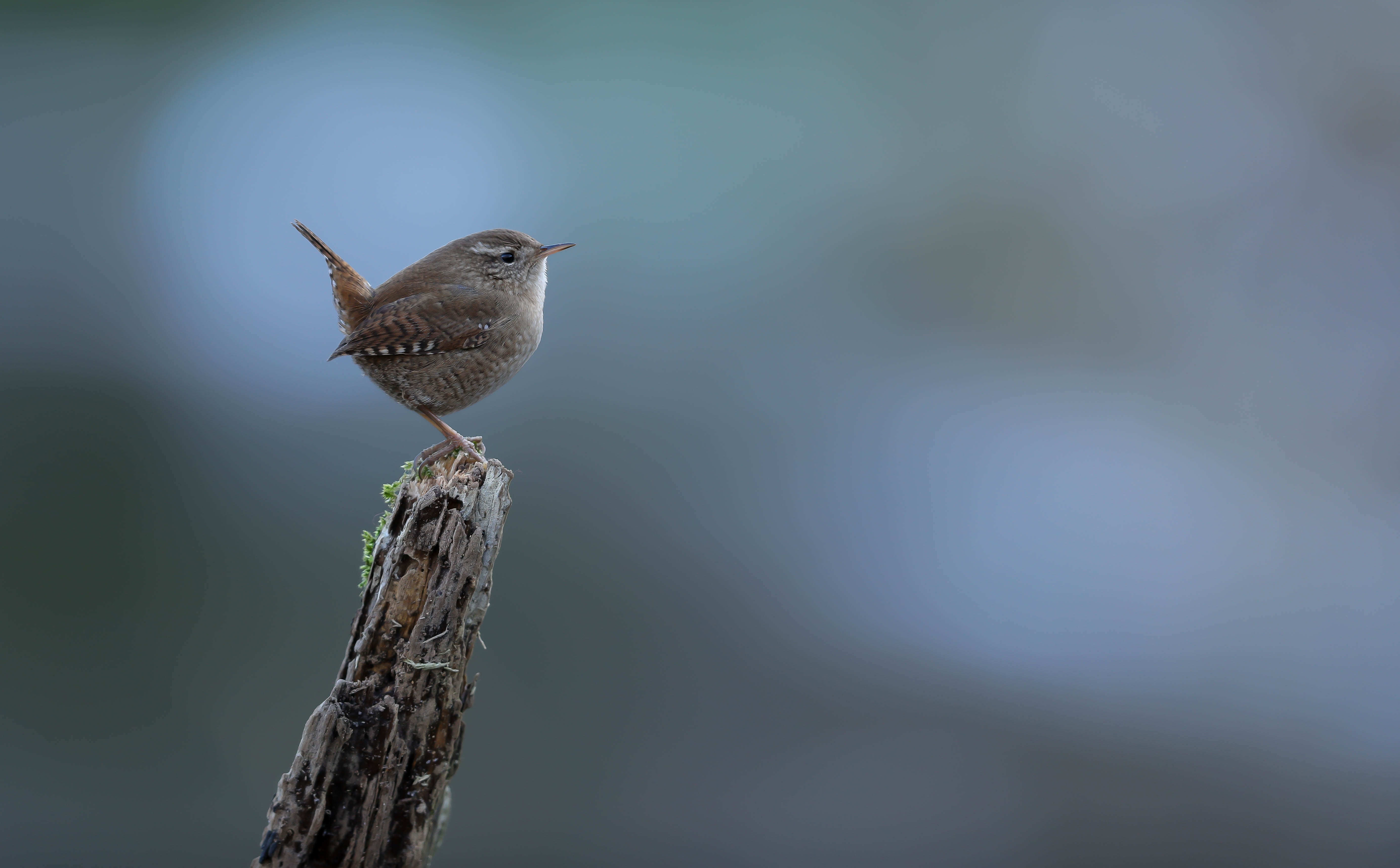 Harry Kiewiet wren Harry Kiewiet wren