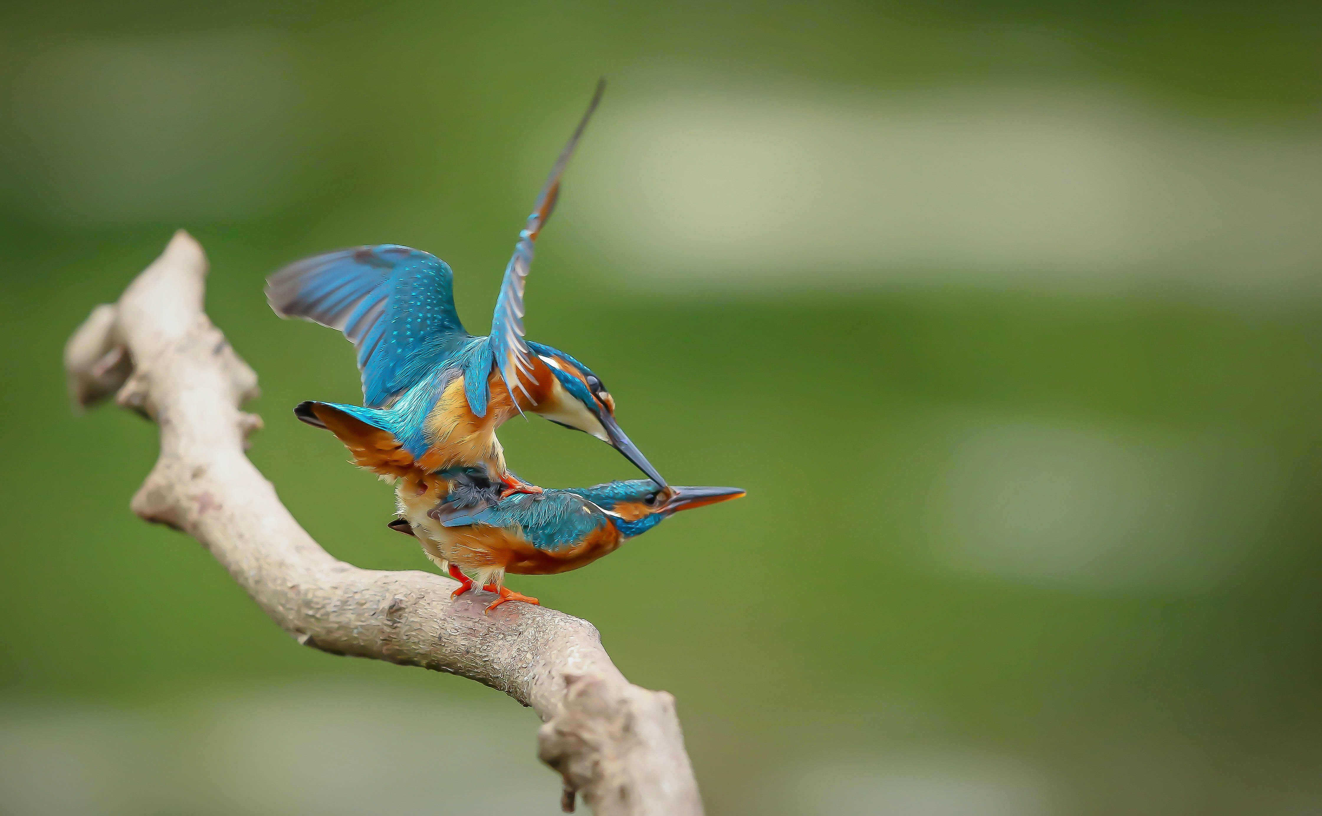Harry Kiewit kingfisher mating 1 Harry Kiewit kingfisher mating 1