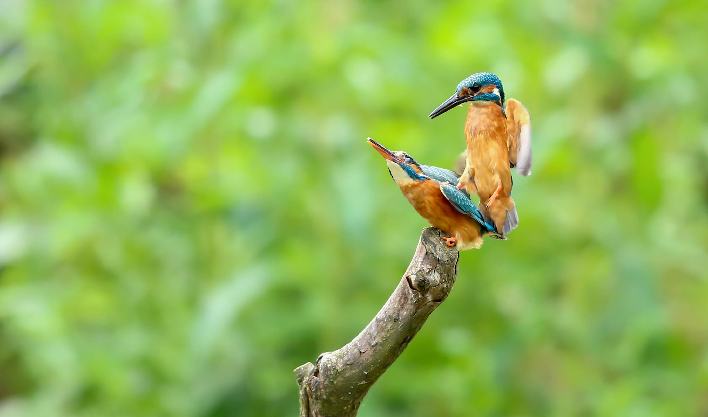Harry Kiewit kingfisher mating 2 Harry Kiewit kingfisher mating 2