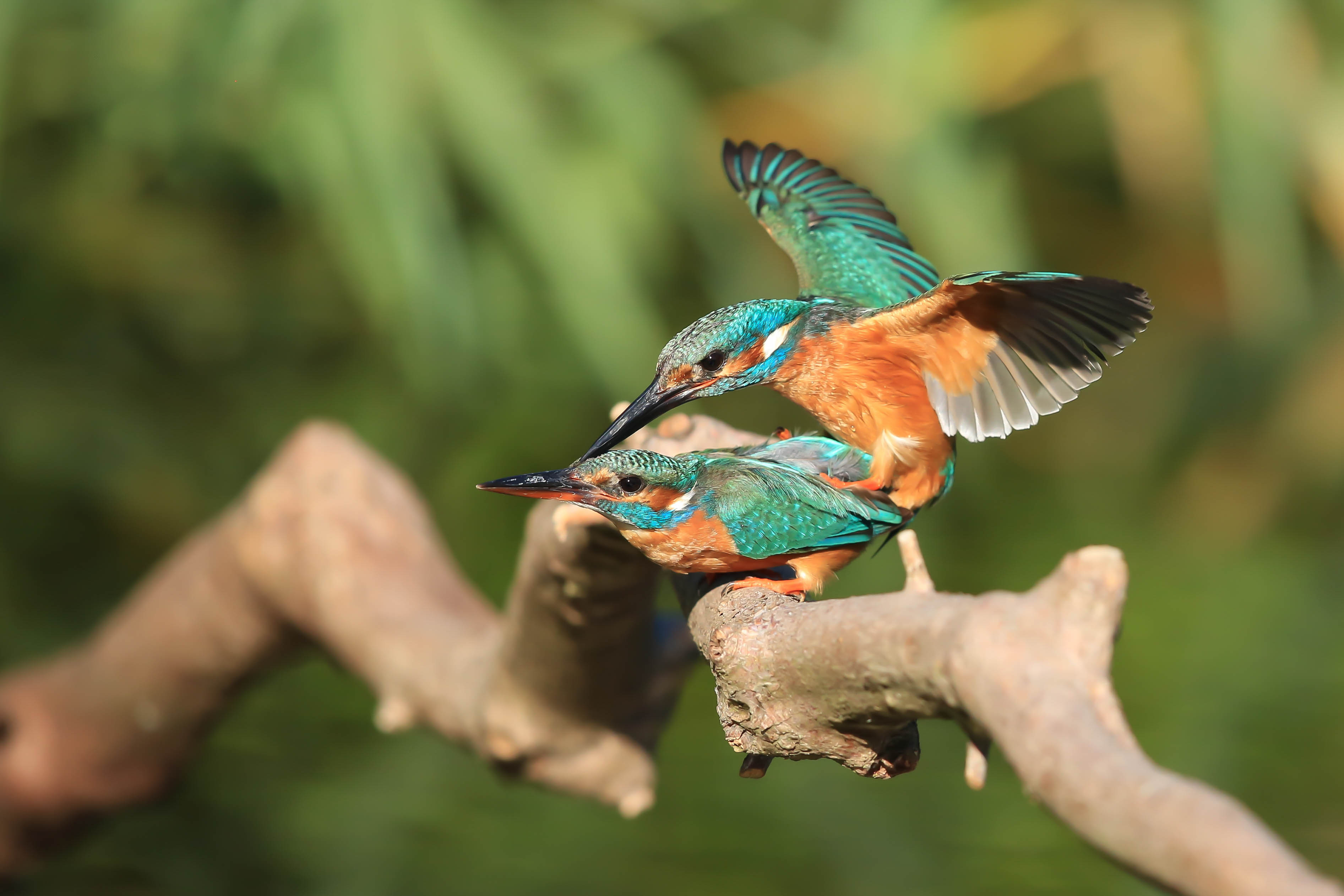 Harry Kiewit kingfisher mating 3 Harry Kiewit kingfisher mating 3