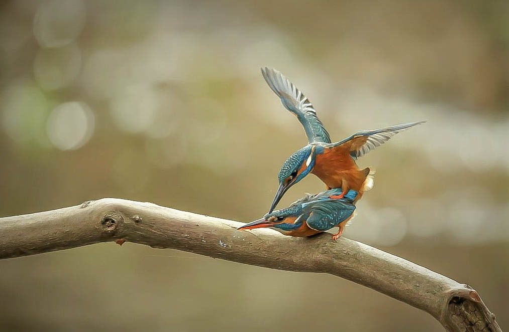 Harry Kiewit kingfisher mating 4 Harry Kiewit kingfisher mating 4