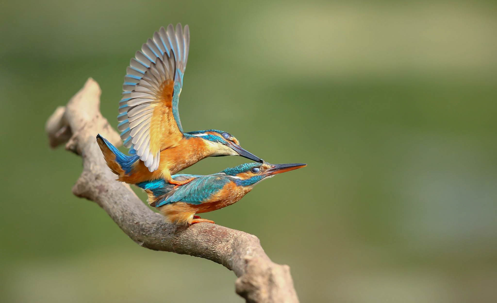 Harry Kiewit kingfisher mating 5 Harry Kiewit kingfisher mating 5