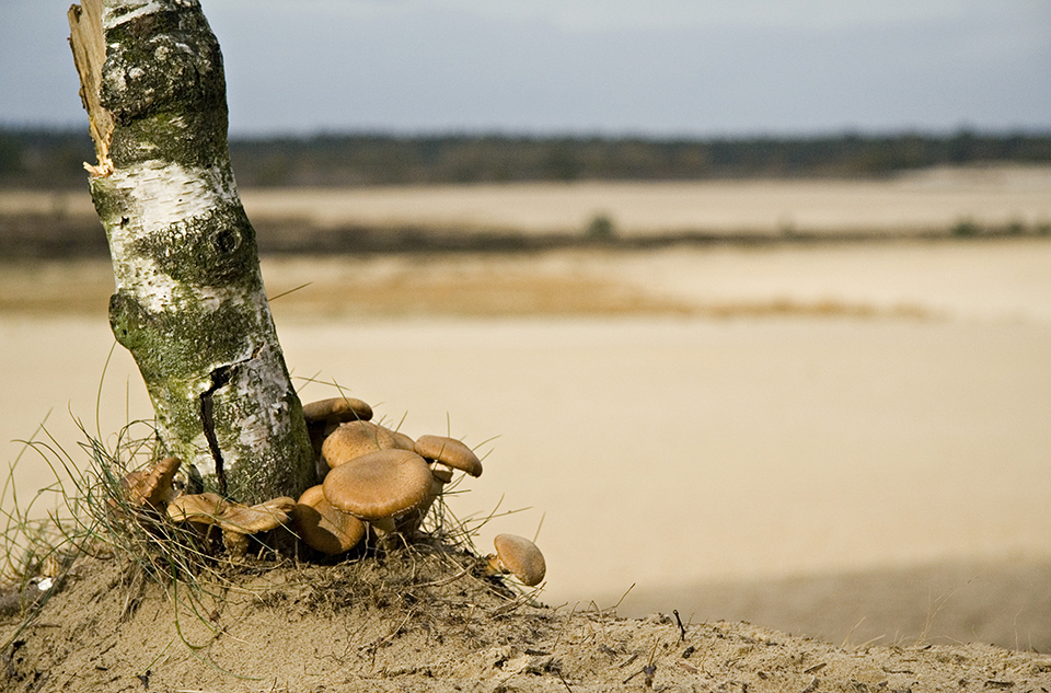 Autumn photo, sand drift Autumn photo, sand drift