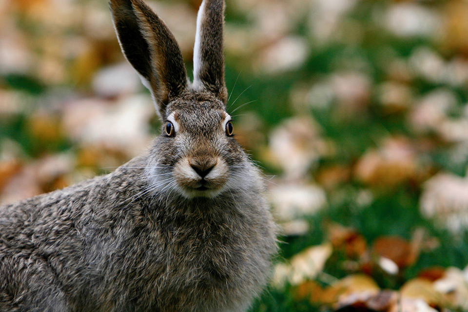 Autumn photo, hare Autumn photo, hare