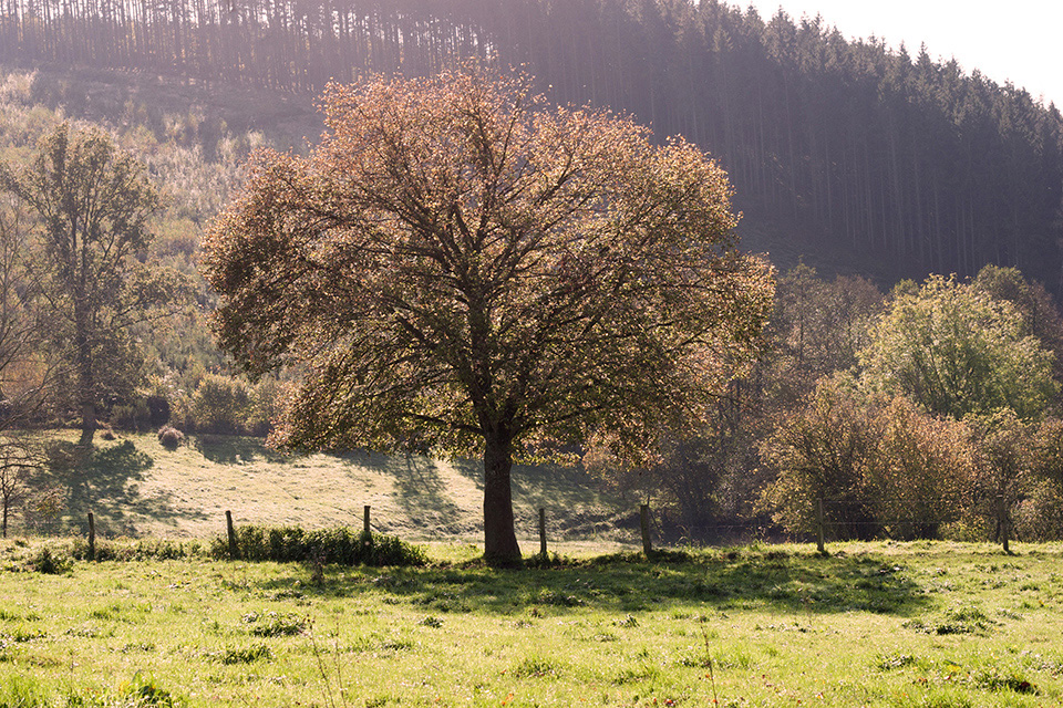 Autumn photo, Ardennes landscapes Autumn photo, Ardennes landscapes