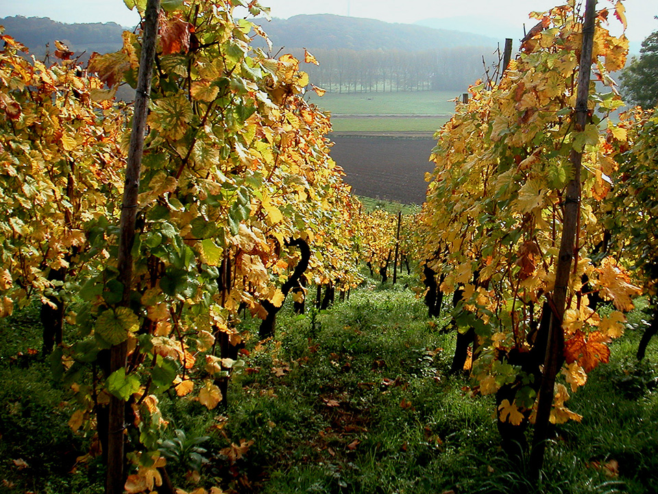 Autumn photo, South Limburg Autumn photo, South Limburg