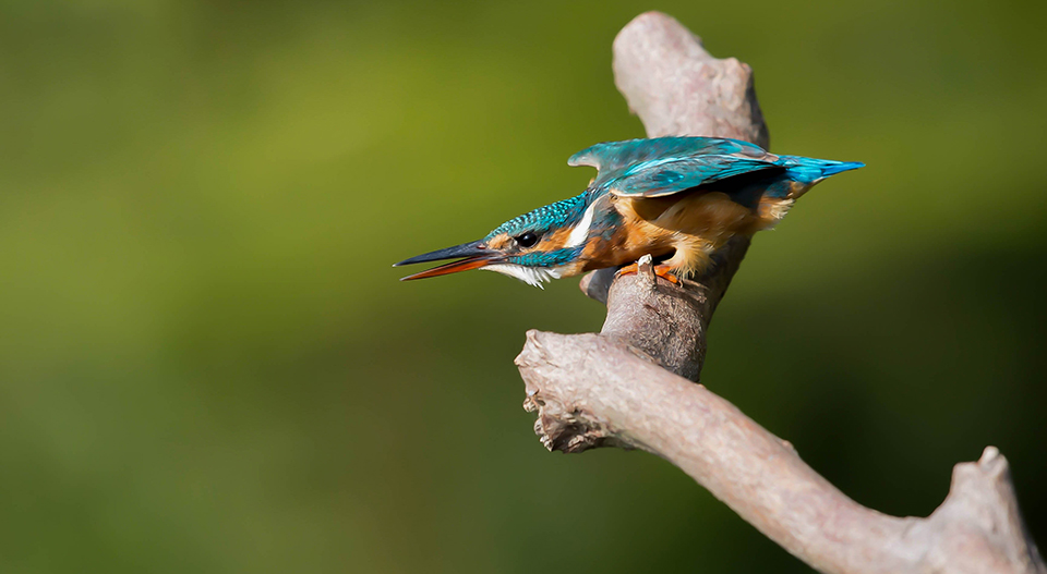 Kingfisher threat 1 500 ISO 200 F4 Kingfisher threat 1 500 ISO 200 F4