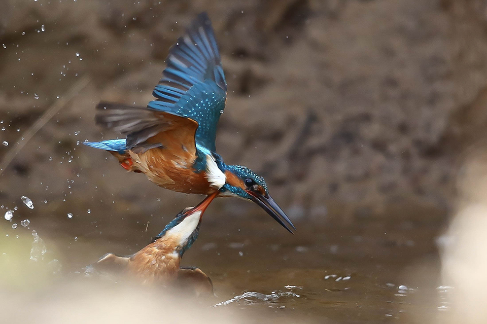 Kingfisher in flight, threat Kingfisher in flight, threat