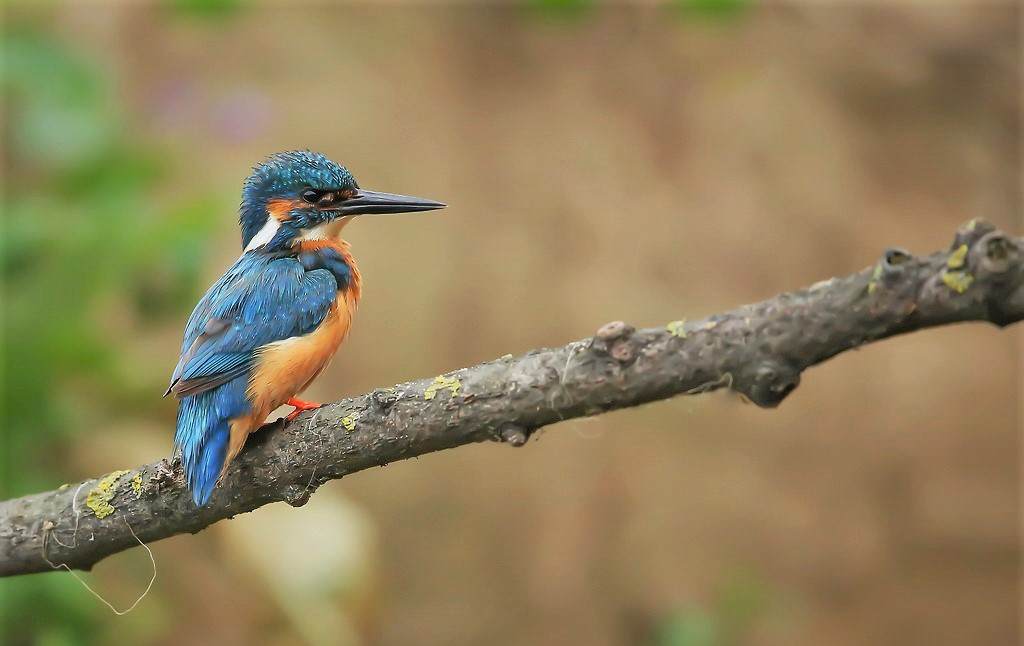Male kingfisher