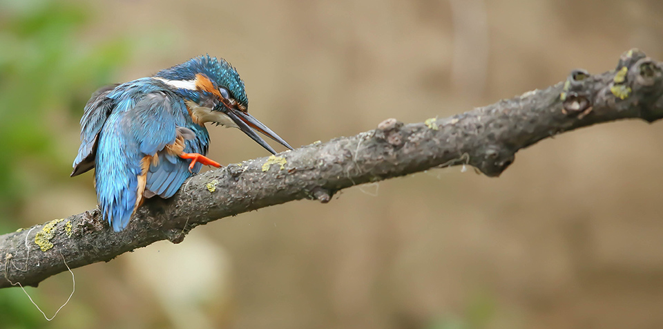 Kingfisher grooming  1 2500 ISO 1600 F4