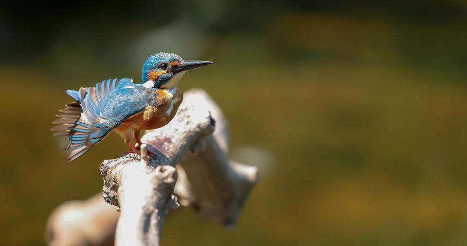 Kingfisher grooming  1 3200 ISO 1600 F4