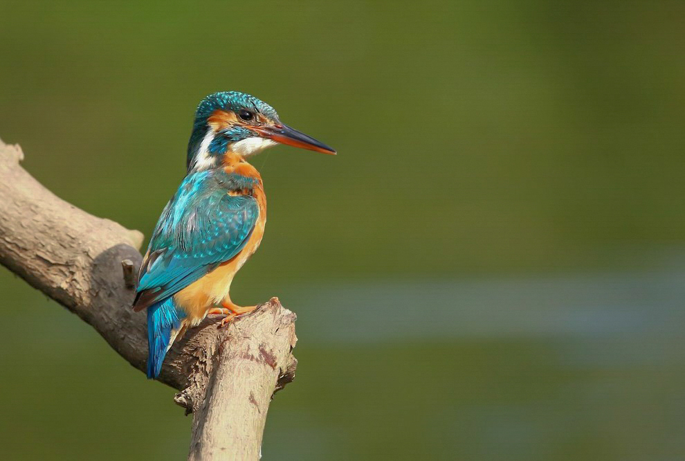 Female kingfisher