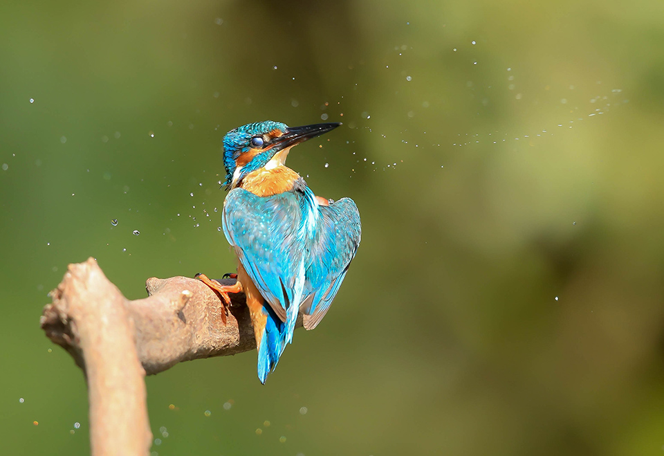 Kingfisher grooming  1 4000  ISO 1000 F4