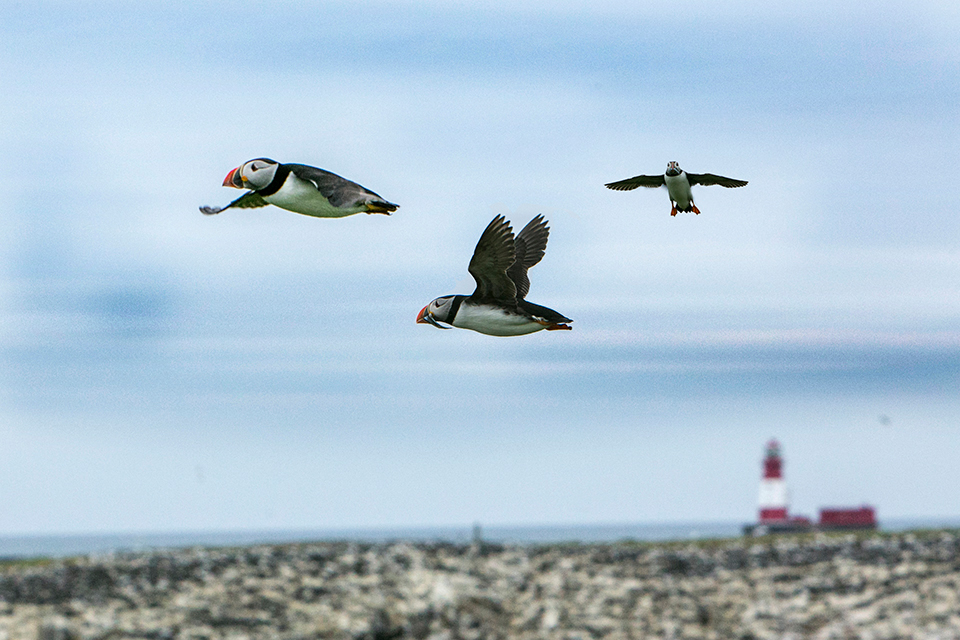 Puffins Farne Islands UK Puffins Farne Islands UK