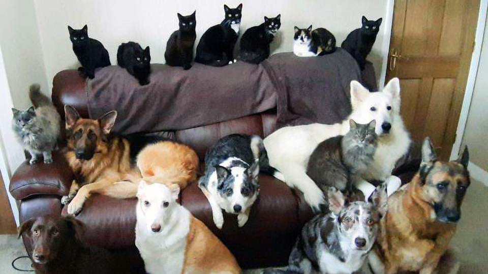 Pet family picture Pet family picture
