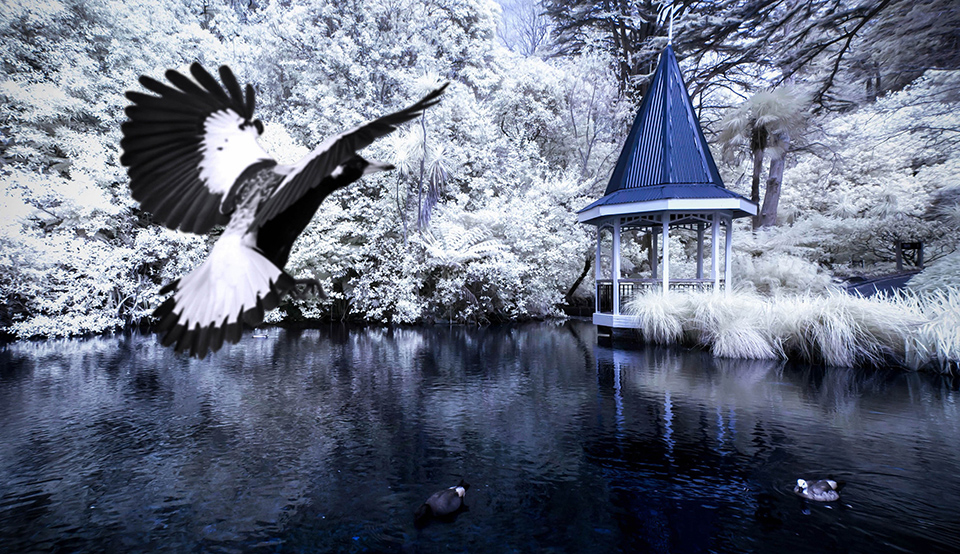 Shontz photography photo