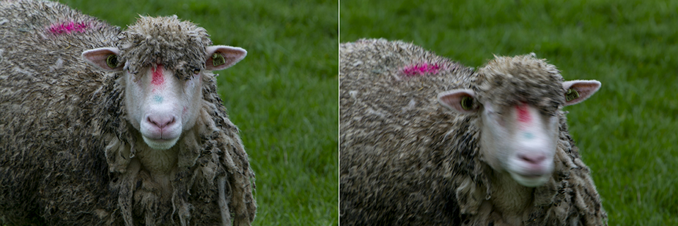 Sheep Wamel same EV Sheep Wamel same EV