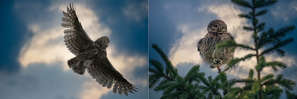 Little owl in flight