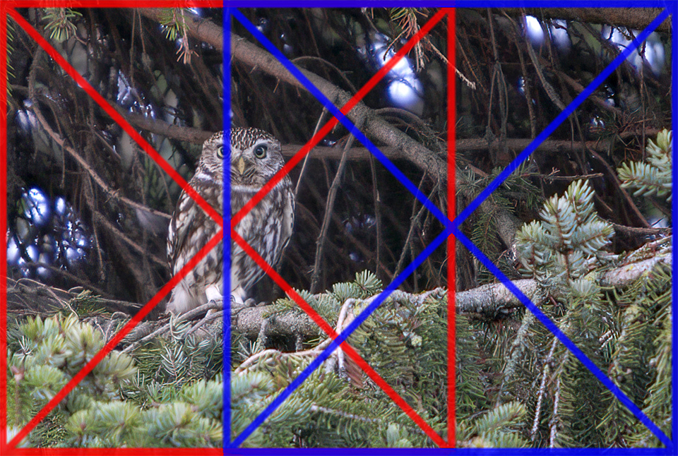 Little owl diagonal method