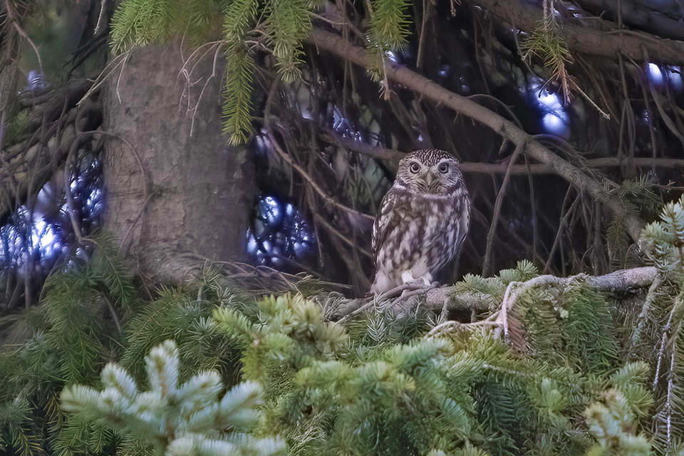 Little owl in conifer