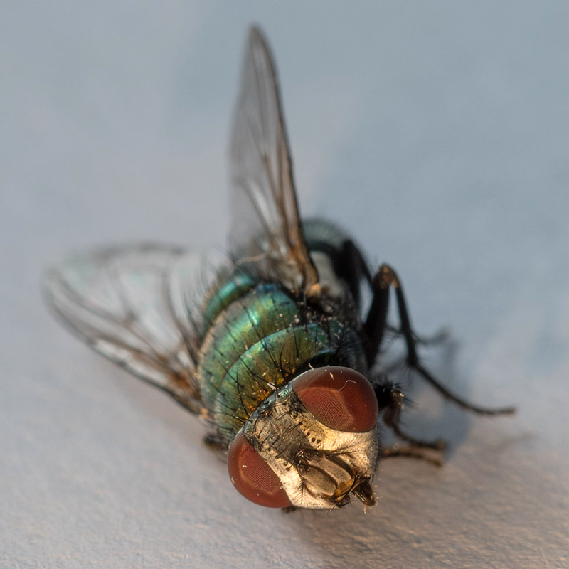 Stephan Brockbernd fly 1 Stephan Brockbernd fly 1