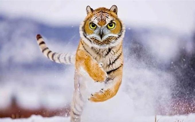 Owl tiger, tiger owl Owl tiger, tiger owl