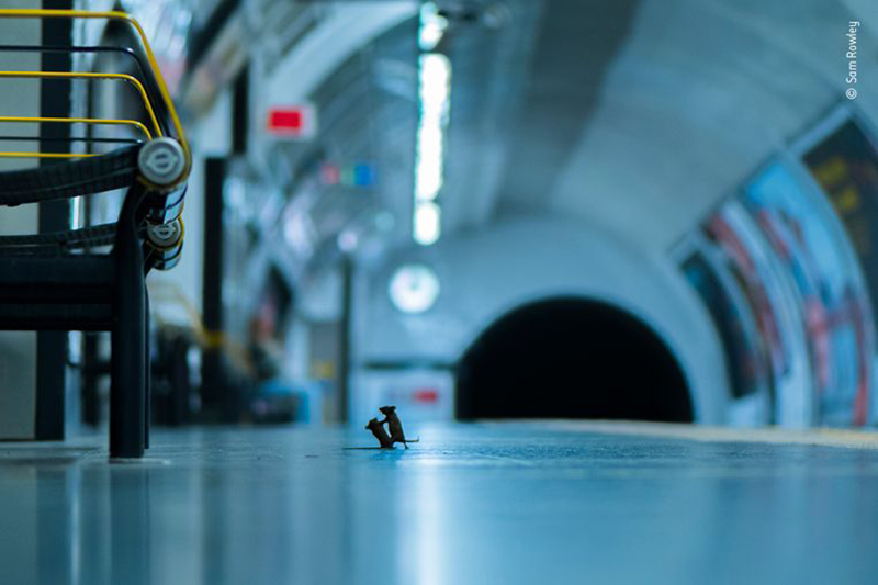 Wildlife photographer of the year 1 Wildlife photographer of the year 1