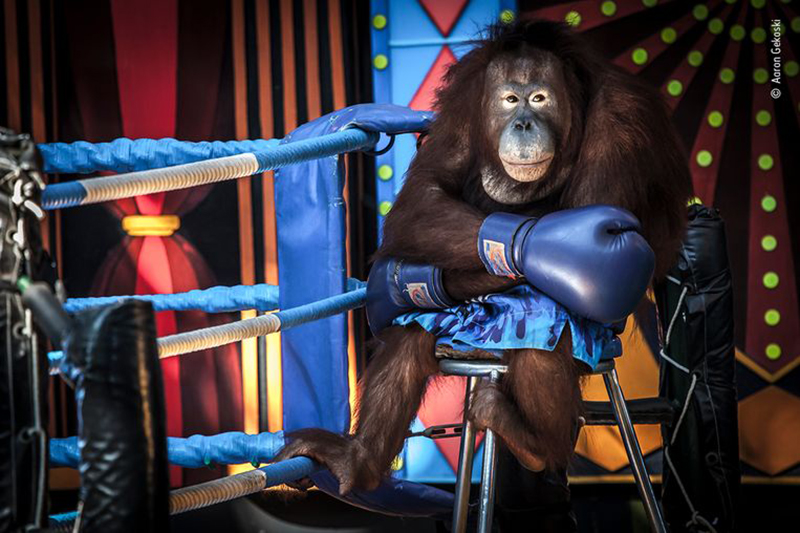 Wildlife photographer of the year 2 Wildlife photographer of the year 2