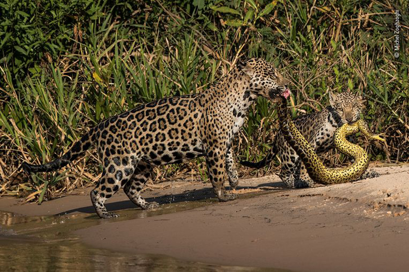 Wildlife photographer of the year 3 Wildlife photographer of the year 3