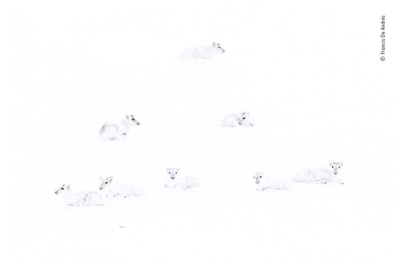 Wildlife photographer of the year 5 Wildlife photographer of the year 5
