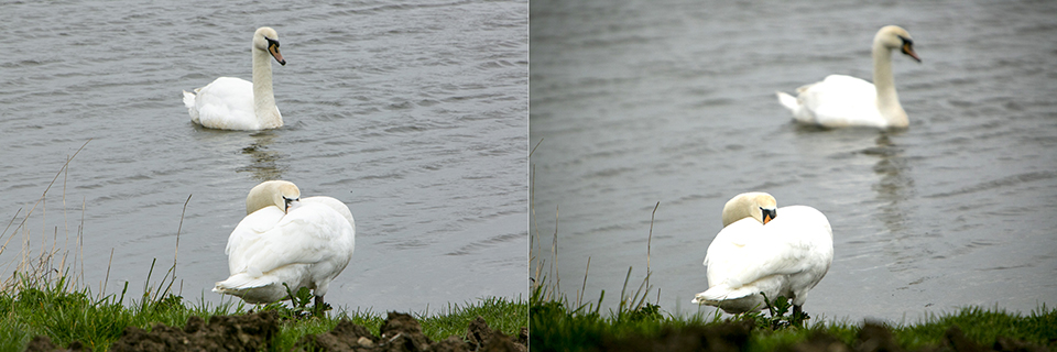 Swans Wamel same EV Swans Wamel same EV