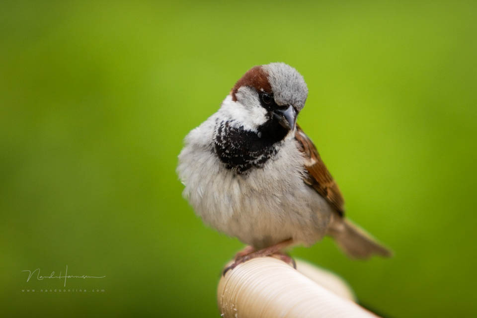2007 house sparrow
