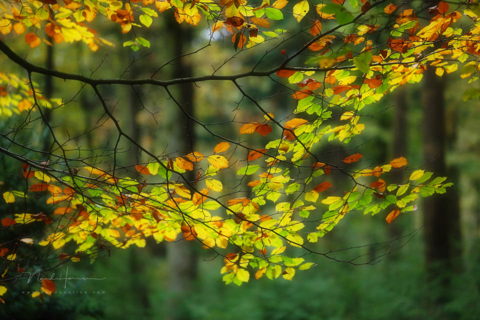 2013 nando shallow depth of field 2