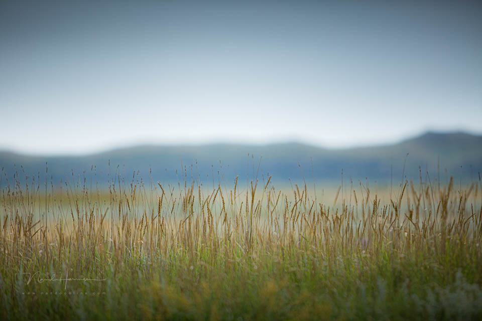 2013 nando shallow depth of field