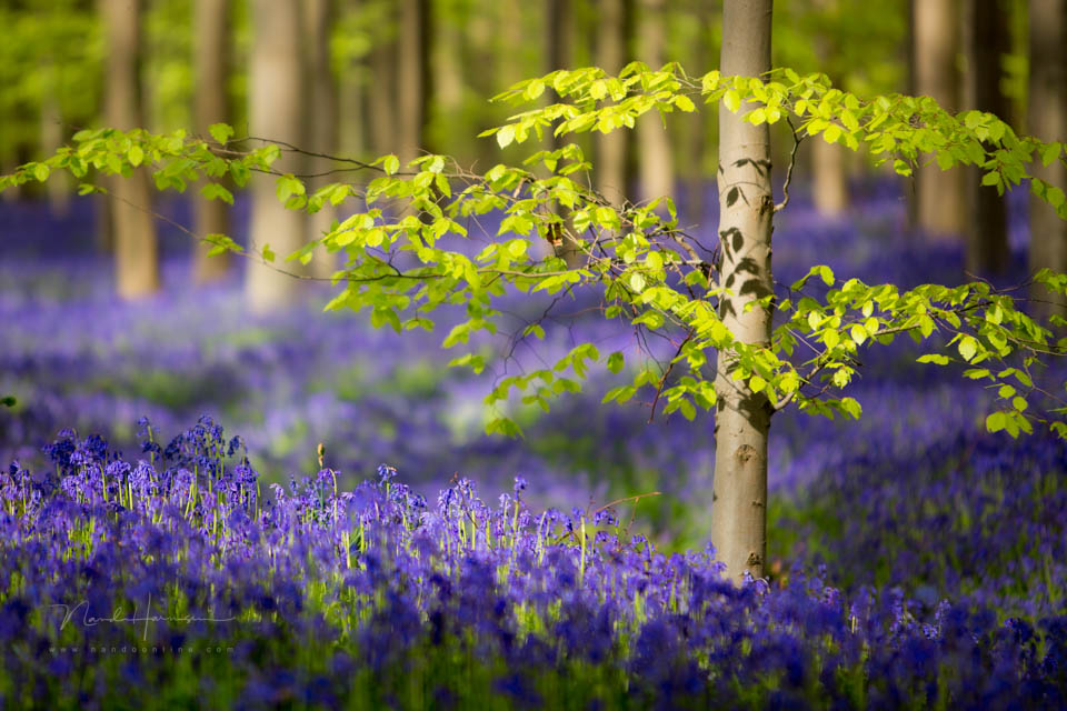 2014 nando shallow depth of field 2
