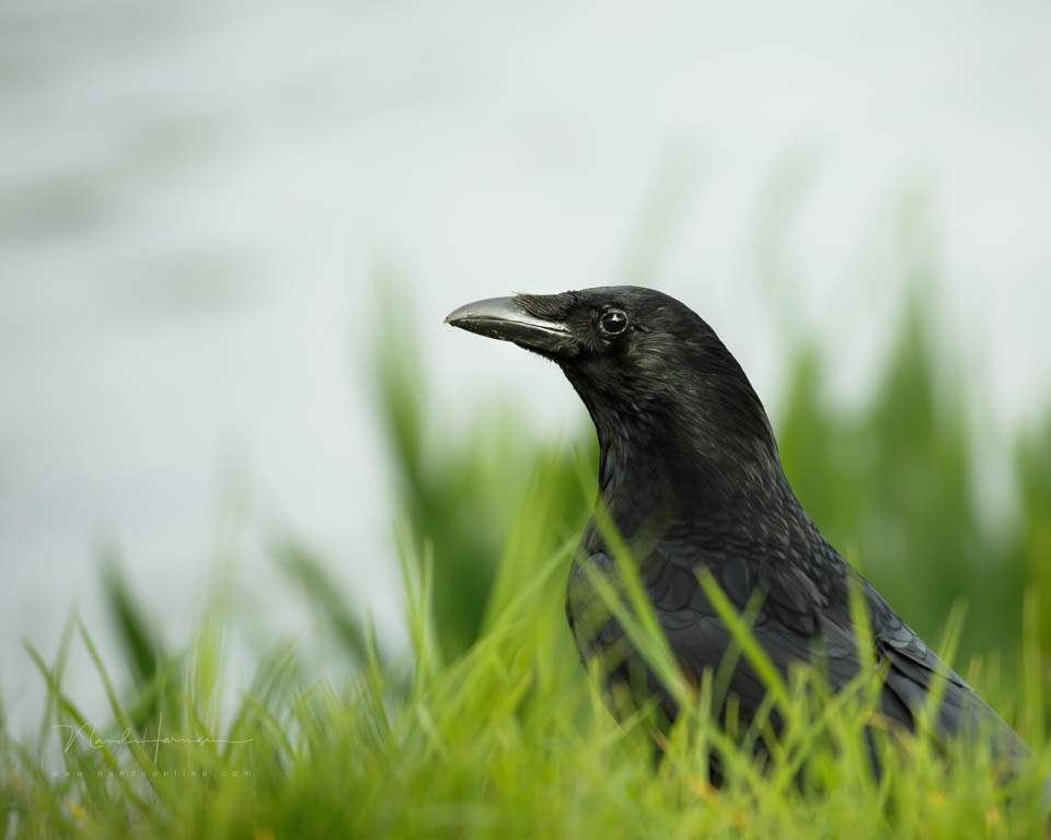 2015 crow