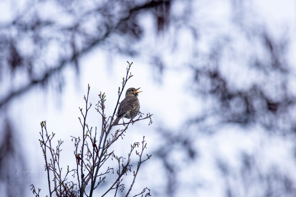 2015 song thrush