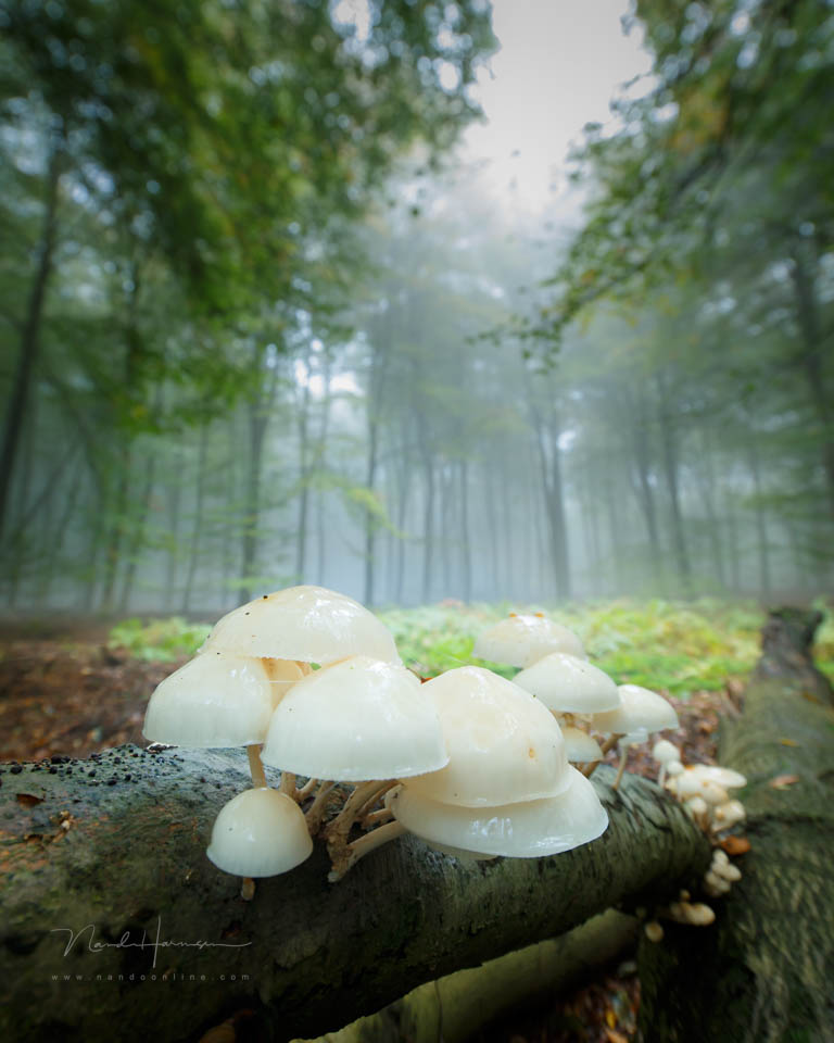 2016 nando shallow depth of field