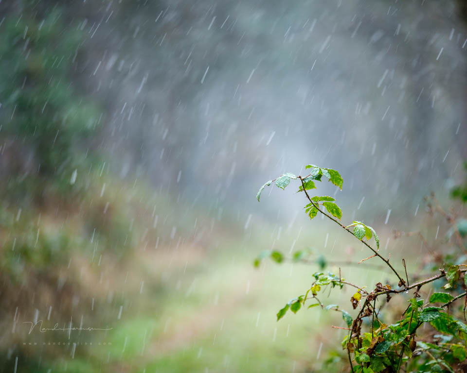 2017 nando shallow depth of field 2