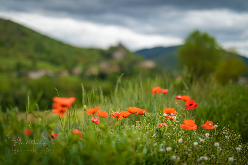 2019 nando shallow depth of field