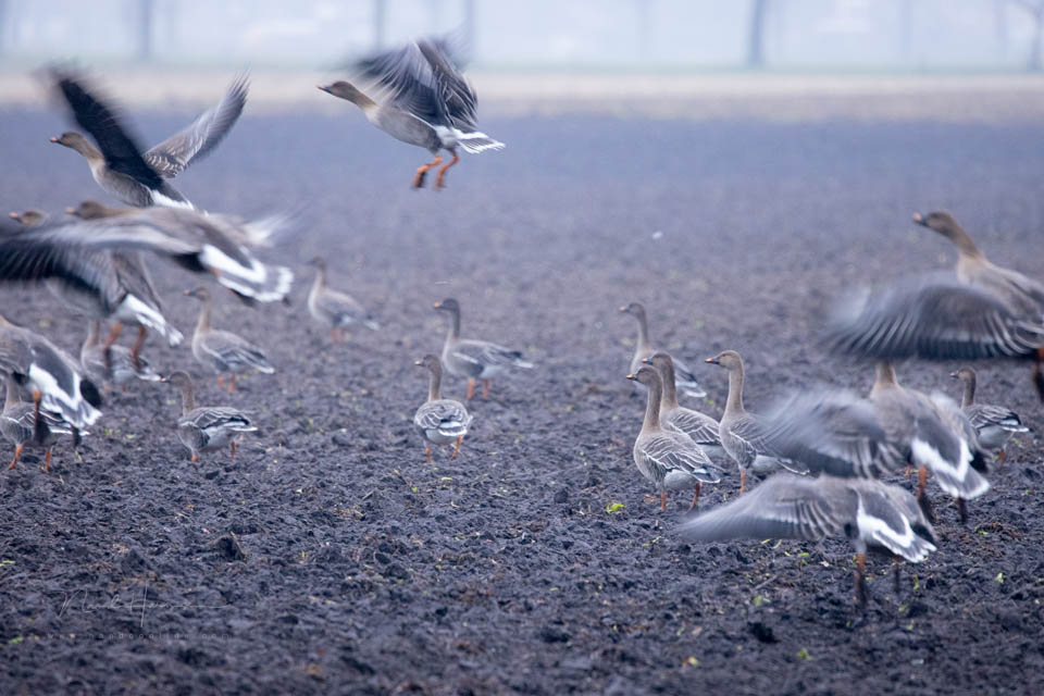 2021 nando geese in flight 2021 nando geese in flight